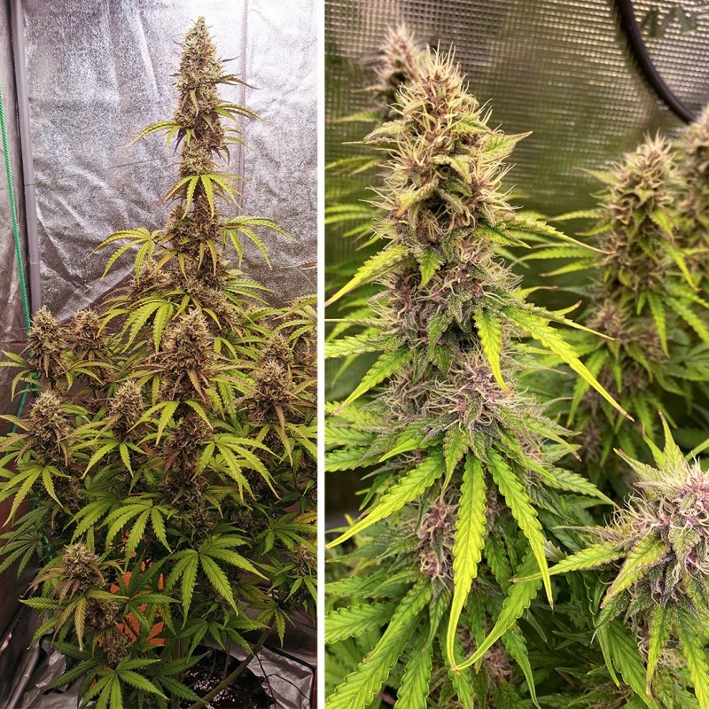 SFV OG Auto