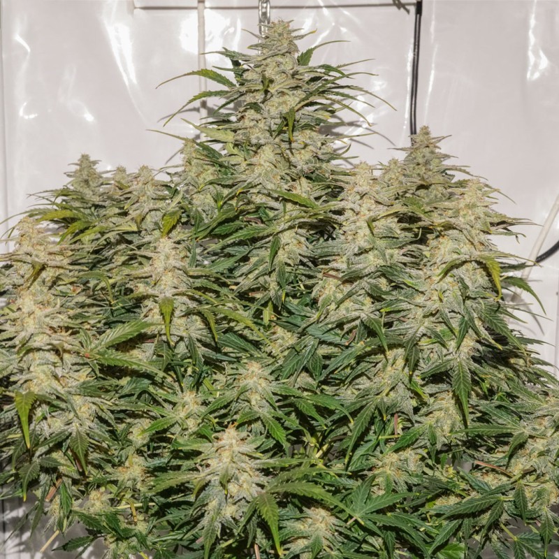 SFV OG Auto