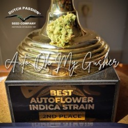 Oh My Gusher Auto