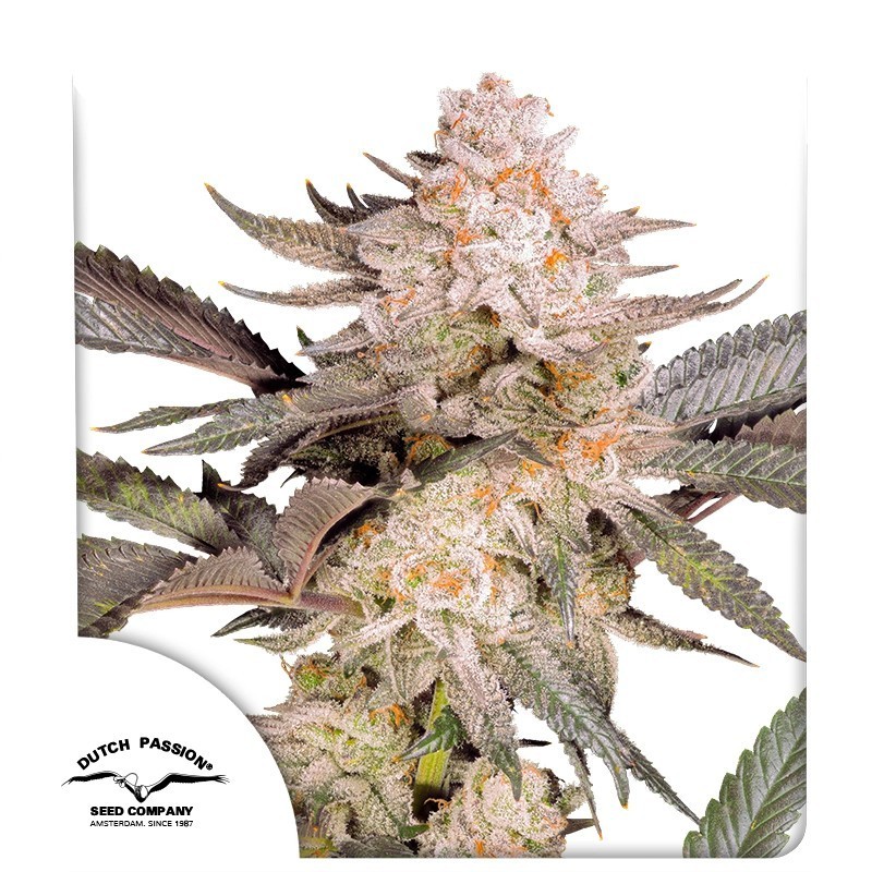 Orange Bud 2.0