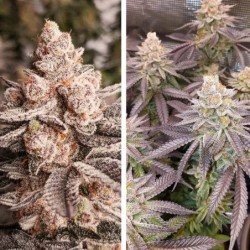 Orange Bud 2.0