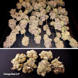 Orange Bud 2.0