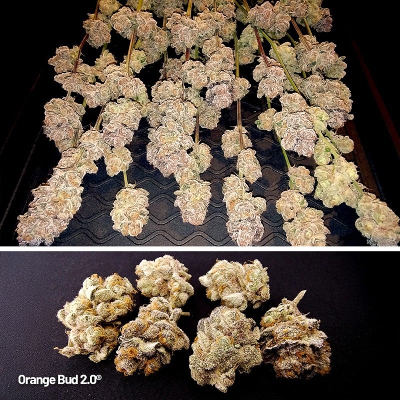 Orange Bud 2.0