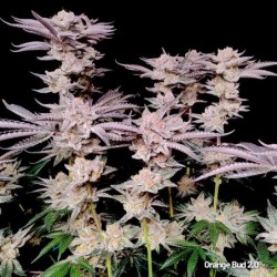 Orange Bud 2.0