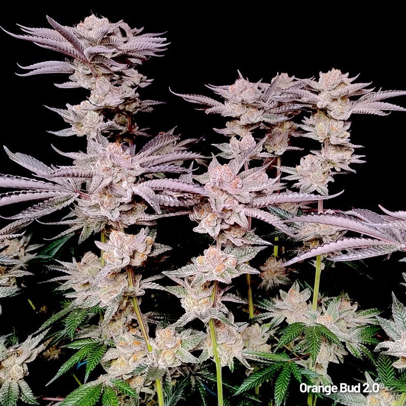 Orange Bud 2.0