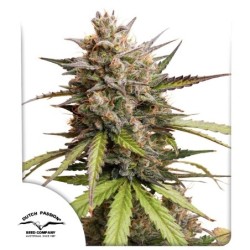 Melonade Runtz Auto