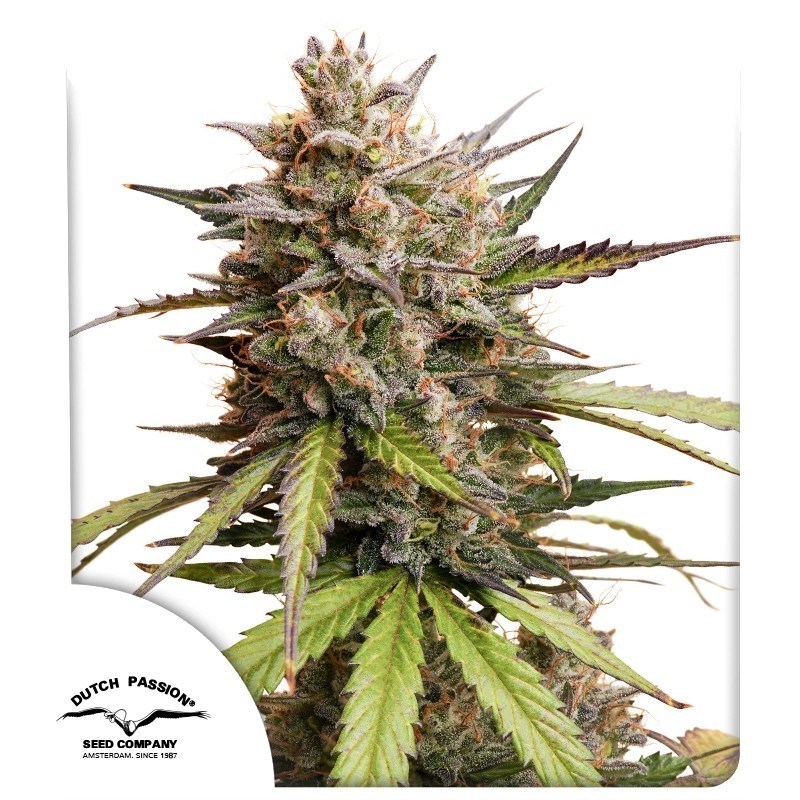 Melonade Runtz Auto