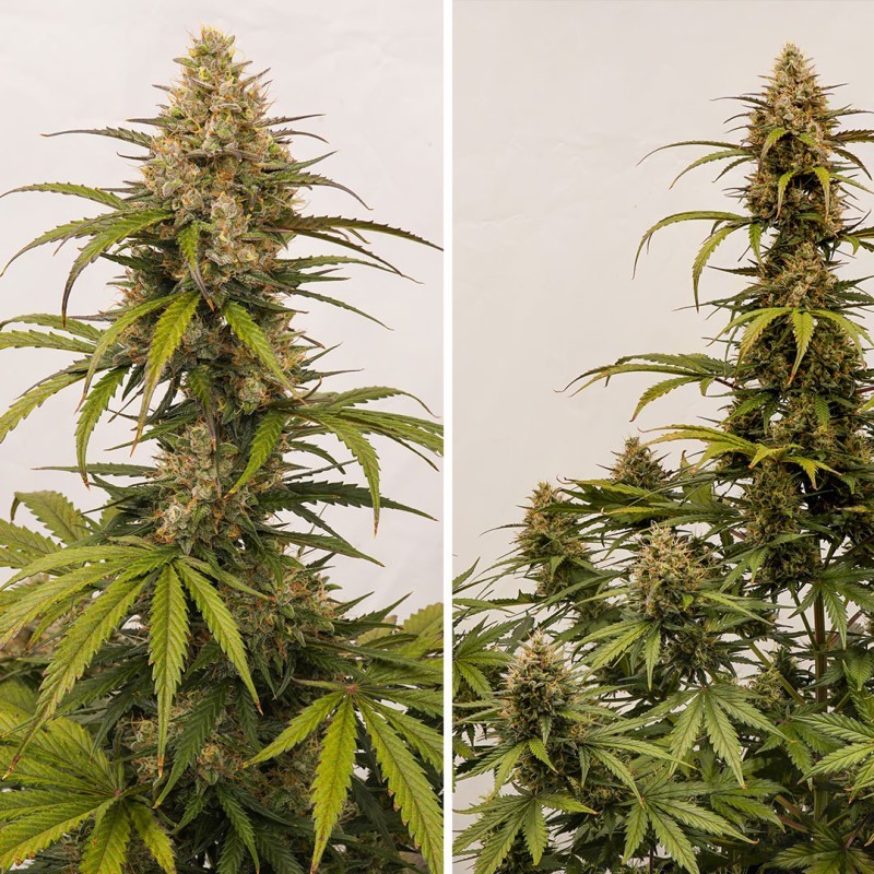 Melonade Runtz Auto
