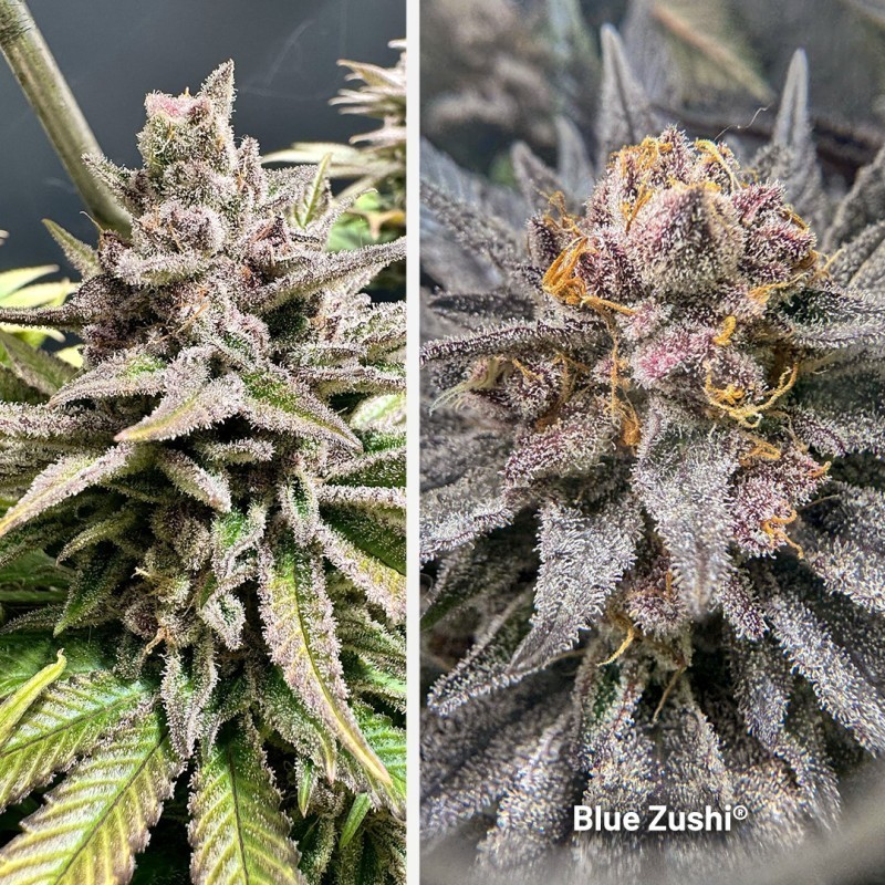 Blue Zushi