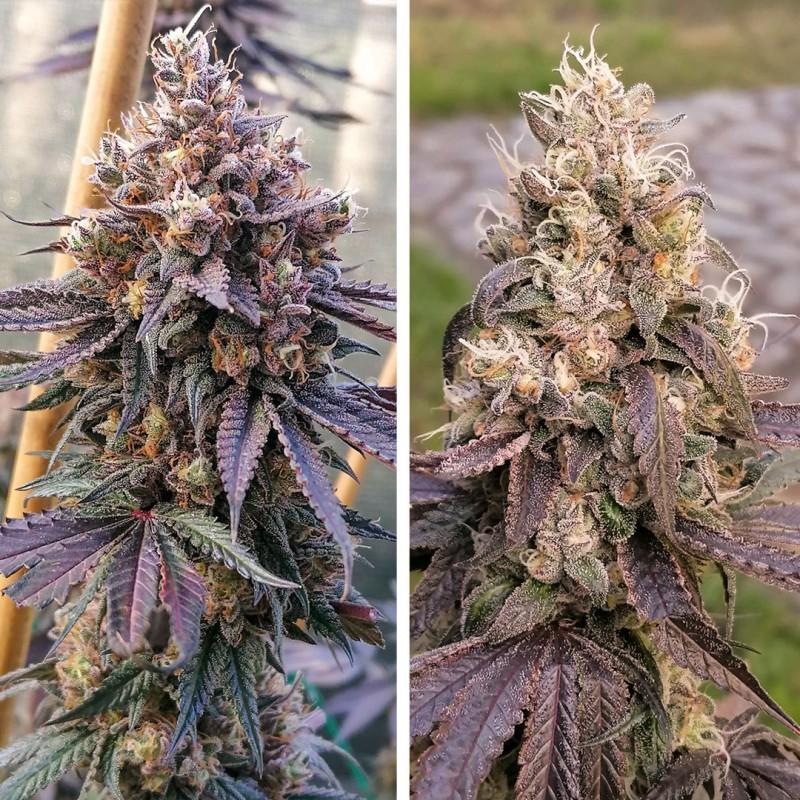 GMO FAST