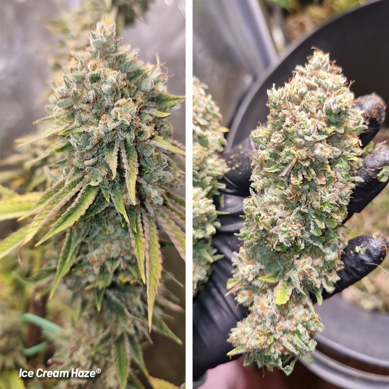 Ice Cream Haze