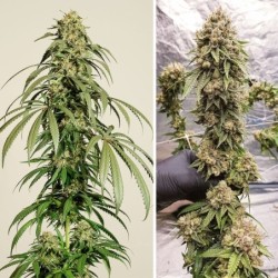 Ice Cream Haze