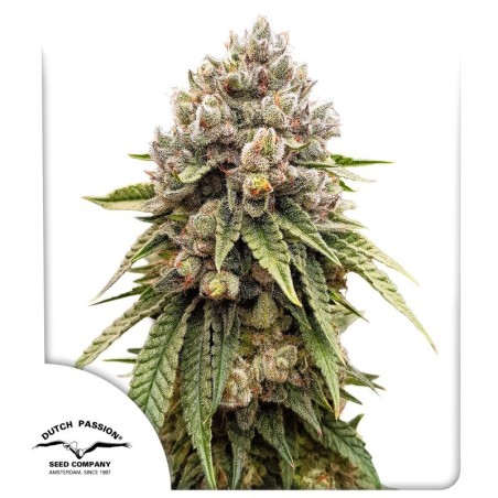 Ice Cream Haze