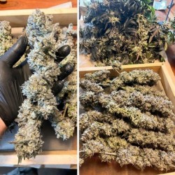 Ice Cream Haze
