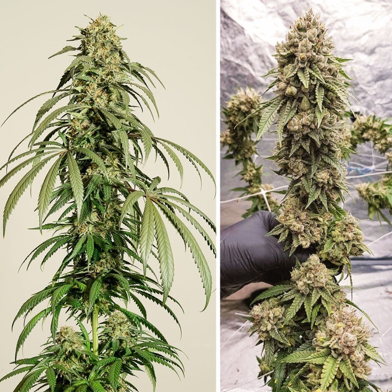 Ice Cream Haze