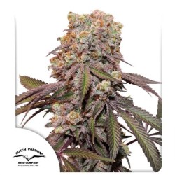 Candy Bubatz XL Auto