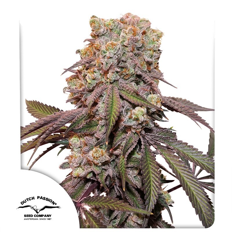 Candy Bubatz XL Auto