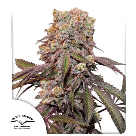 Candy Bubatz XL Auto