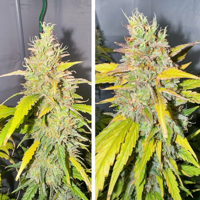 Candy Bubatz XL Auto