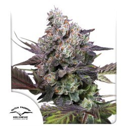 Candy Bubatz XL