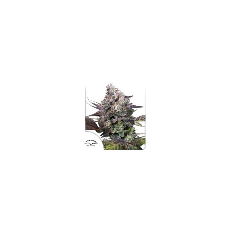Candy Bubatz XL