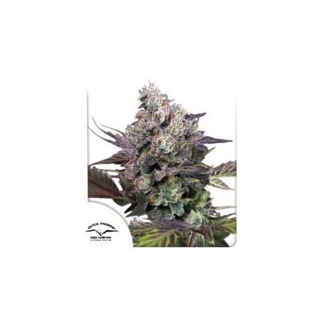 Candy Bubatz XL