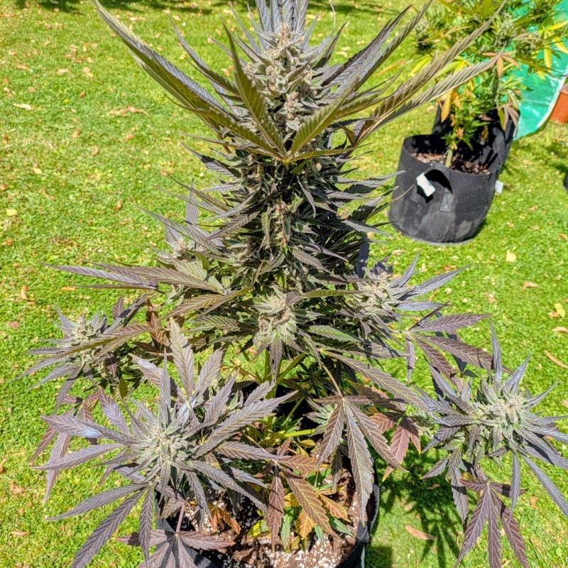 Frozen Biscotti Auto