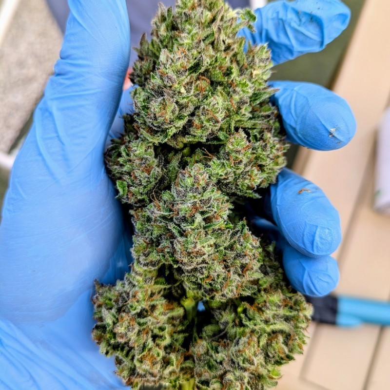 Frozen Biscotti Auto