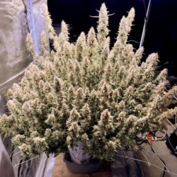 Frozen Biscotti Auto
