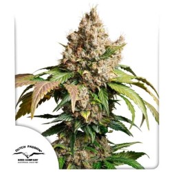 Red Tropicana Cookies Auto