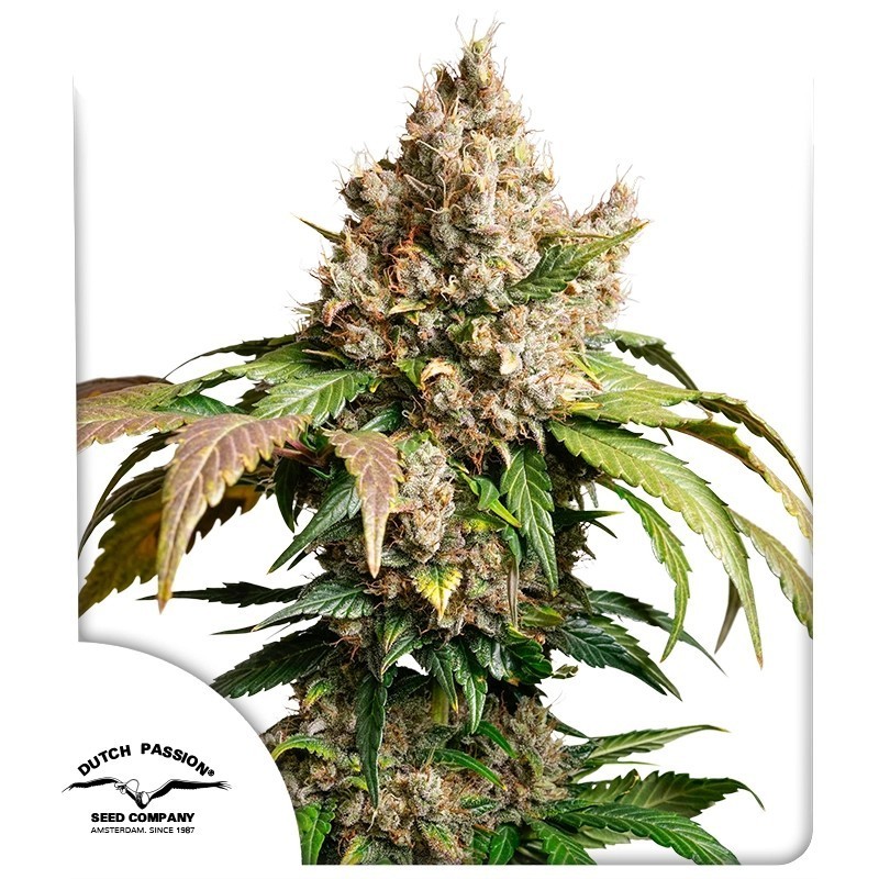 Red Tropicana Cookies Auto