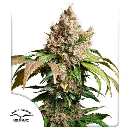 Red Tropicana Cookies Auto