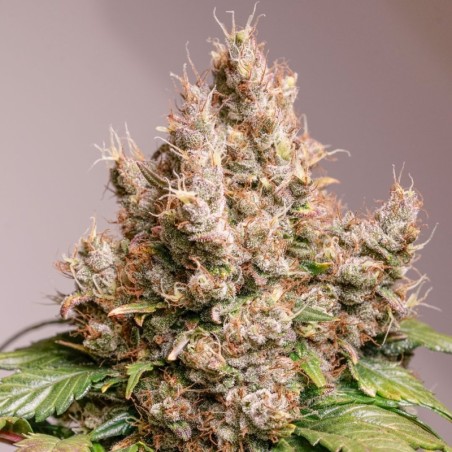 Red Tropicana Cookies Auto