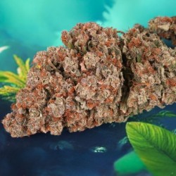 Red Tropicana Cookies Auto