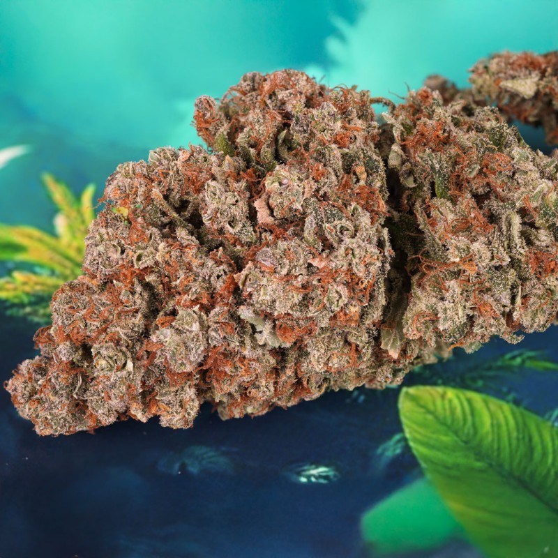 Red Tropicana Cookies Auto