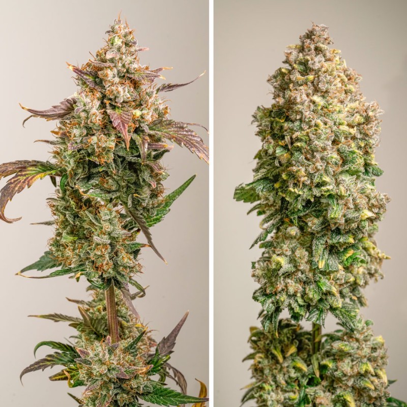 Red Tropicana Cookies Auto