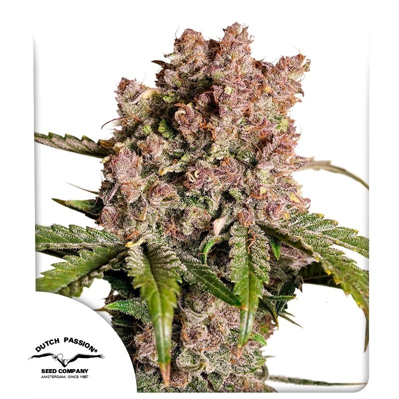 Strawberry Soda Auto