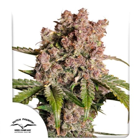 Strawberry Soda Auto