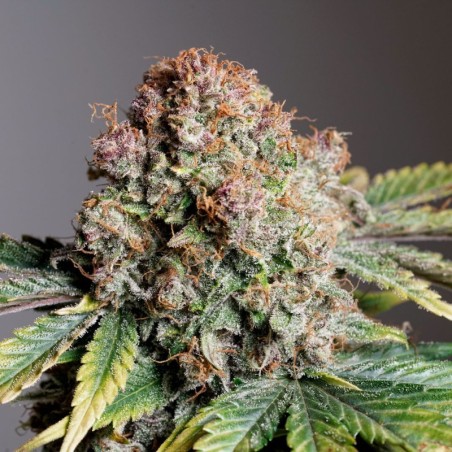 Strawberry Soda Auto
