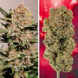 Strawberry Soda Auto