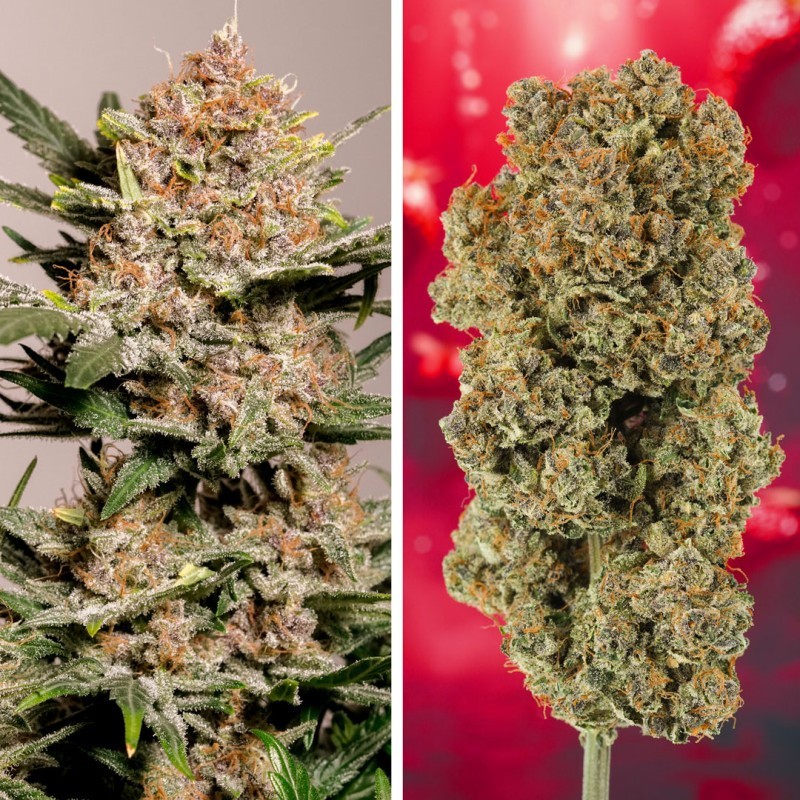 Strawberry Soda Auto