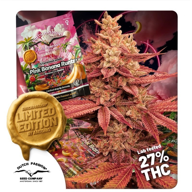 Pink Banana Runtz Ltd Edition