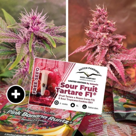 Pink Banana Runtz Ltd Edition