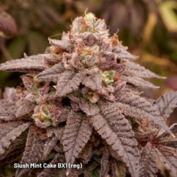 Slush Mint Cake BX1