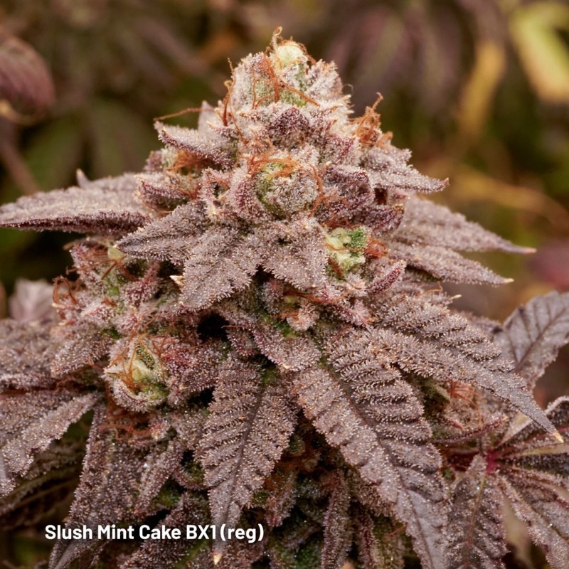 Slush Mint Cake BX1
