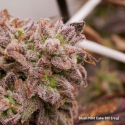 Slush Mint Cake BX1