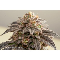 Slush Mint Cake BX1