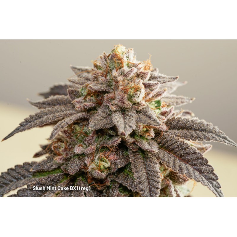 Slush Mint Cake BX1