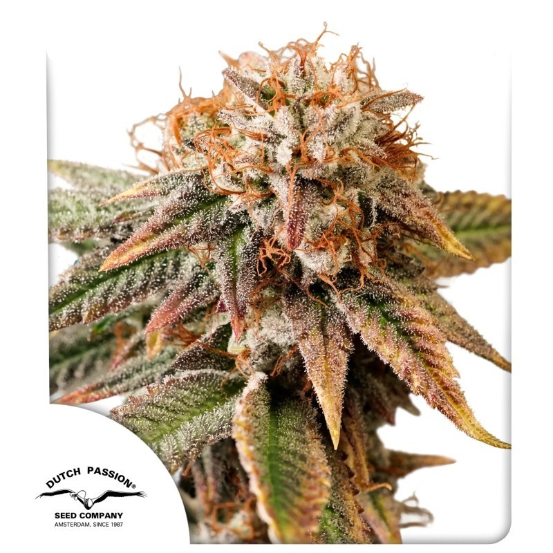 Kingston Punch Auto
