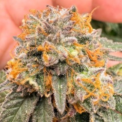 Kingston Punch Auto